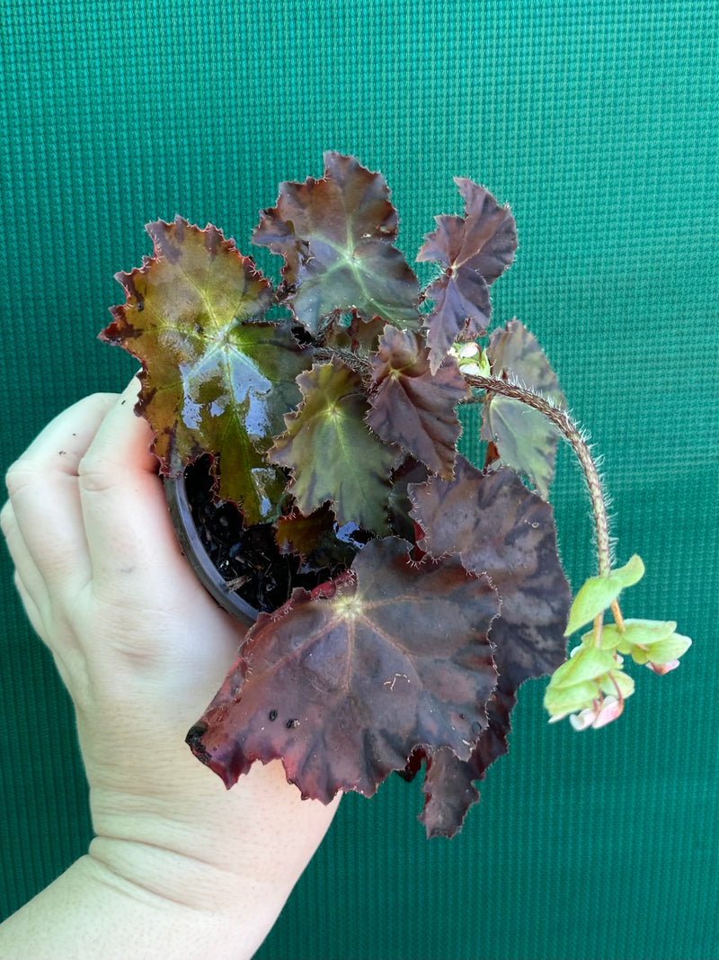 Begonia NOID 58