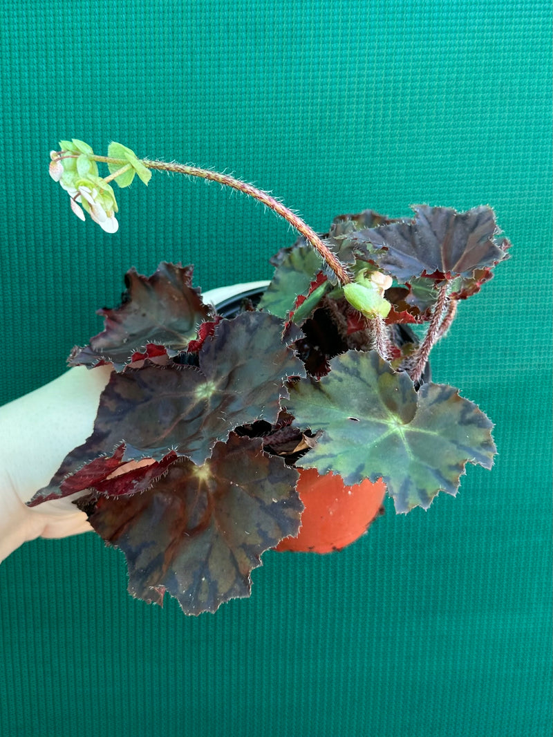 Begonia NOID 58