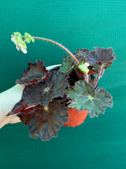 Begonia NOID 58