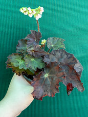 Begonia NOID 58