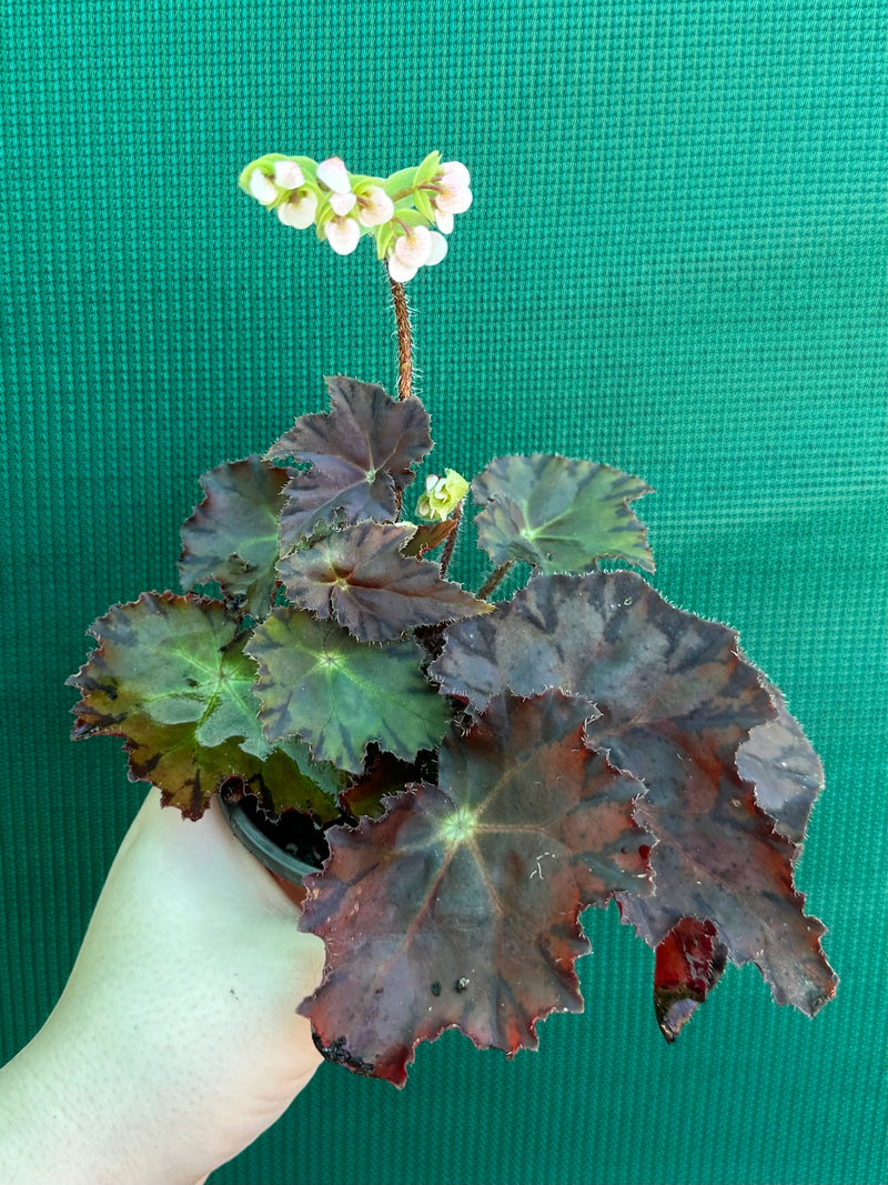 Begonia NOID 58