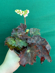 Begonia NOID 58