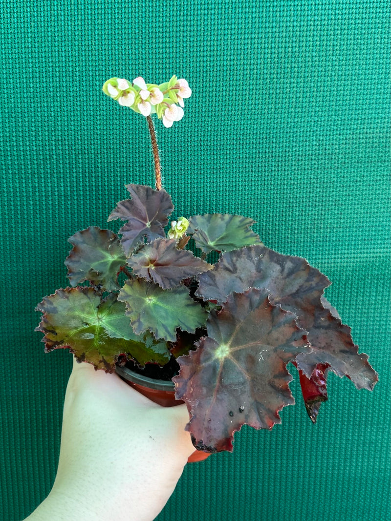 Begonia NOID 58
