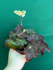 Begonia NOID 58