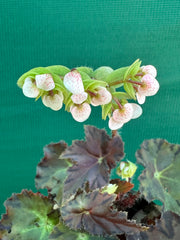 Begonia NOID 58
