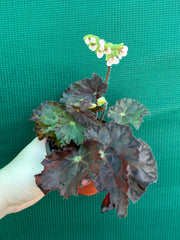 Begonia NOID 58