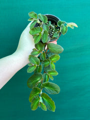 Begonia thelmae (species)