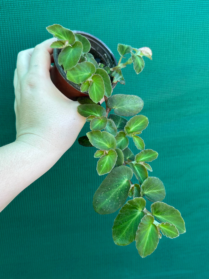Begonia thelmae (species)