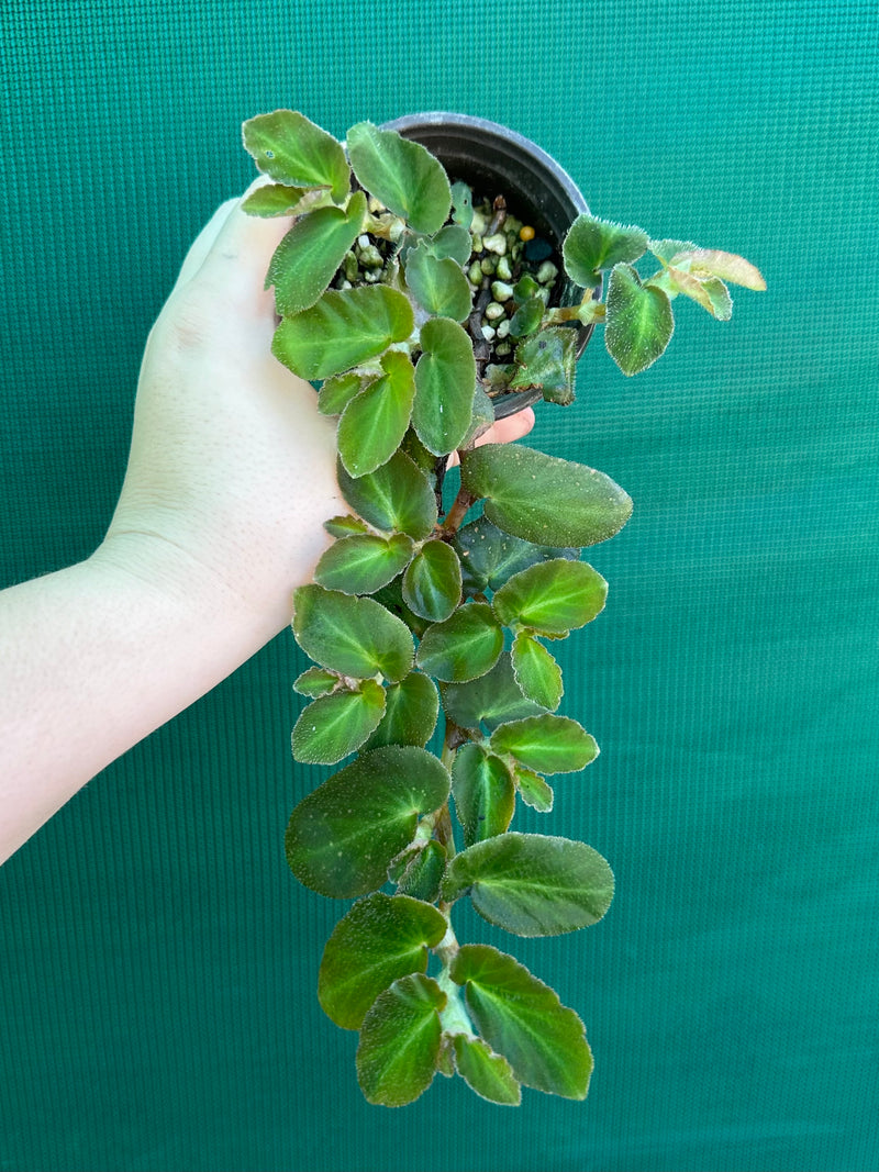 Begonia thelmae (species)