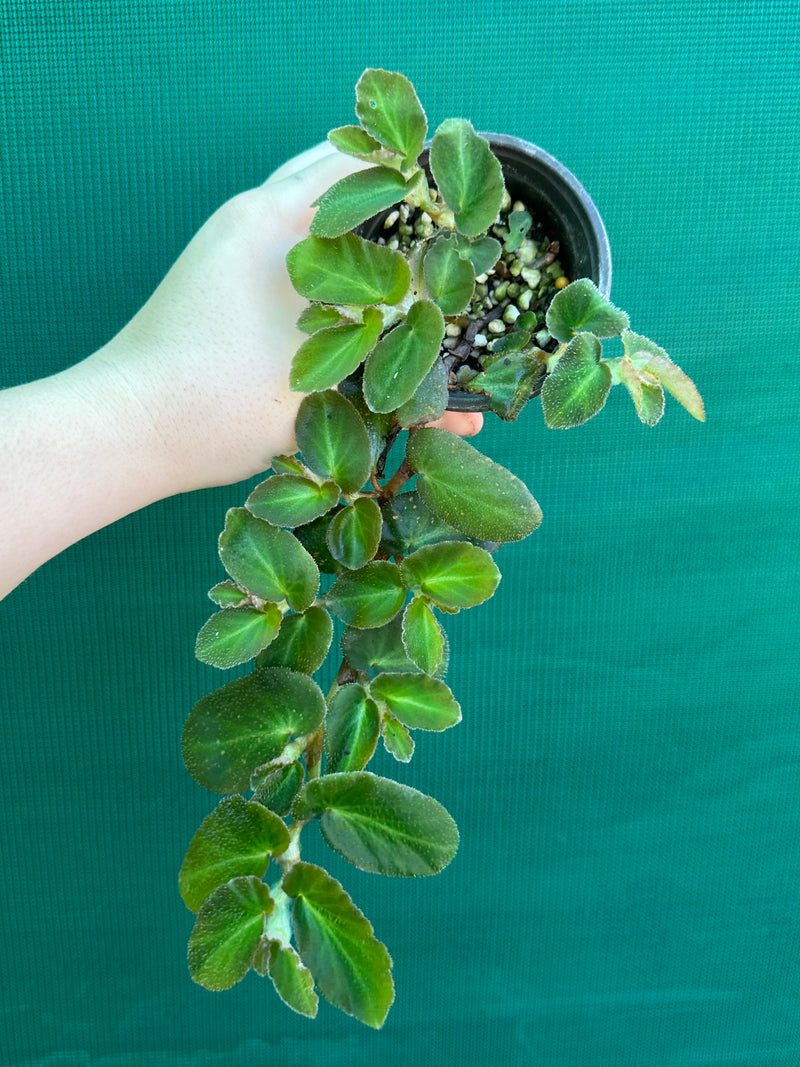 Begonia thelmae (species)