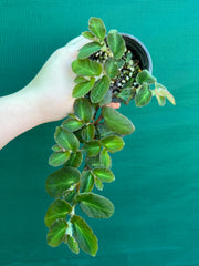 Begonia thelmae (species)