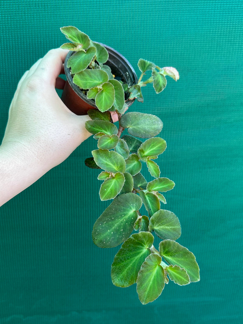 Begonia thelmae (species)