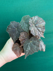 Begonia ‘Shilo’