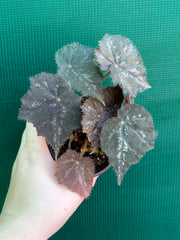 Begonia ‘Shilo’