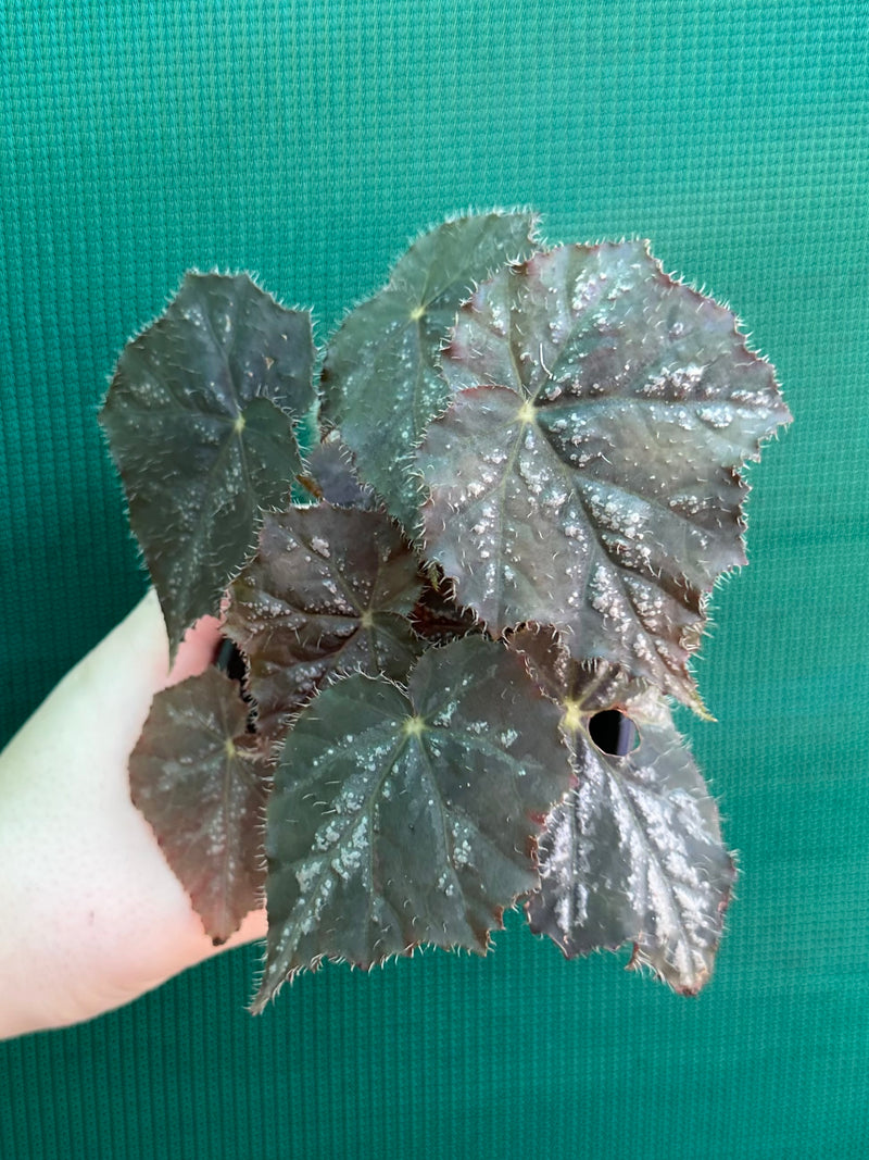 Begonia ‘Shilo’