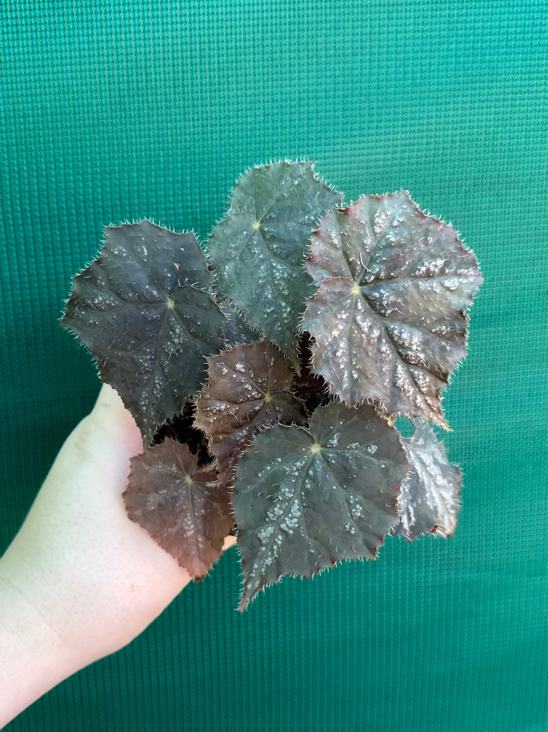 Begonia ‘Shilo’