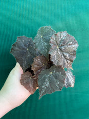 Begonia ‘Shilo’