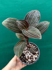 Jewel Orchid ‘Ludisia Discolor’