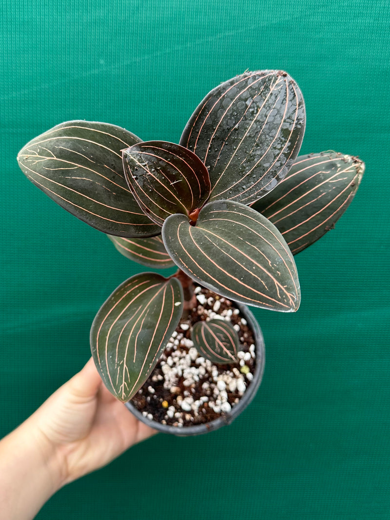 Jewel Orchid ‘Ludisia Discolor’