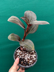 Jewel Orchid ‘Ludisia Discolor’