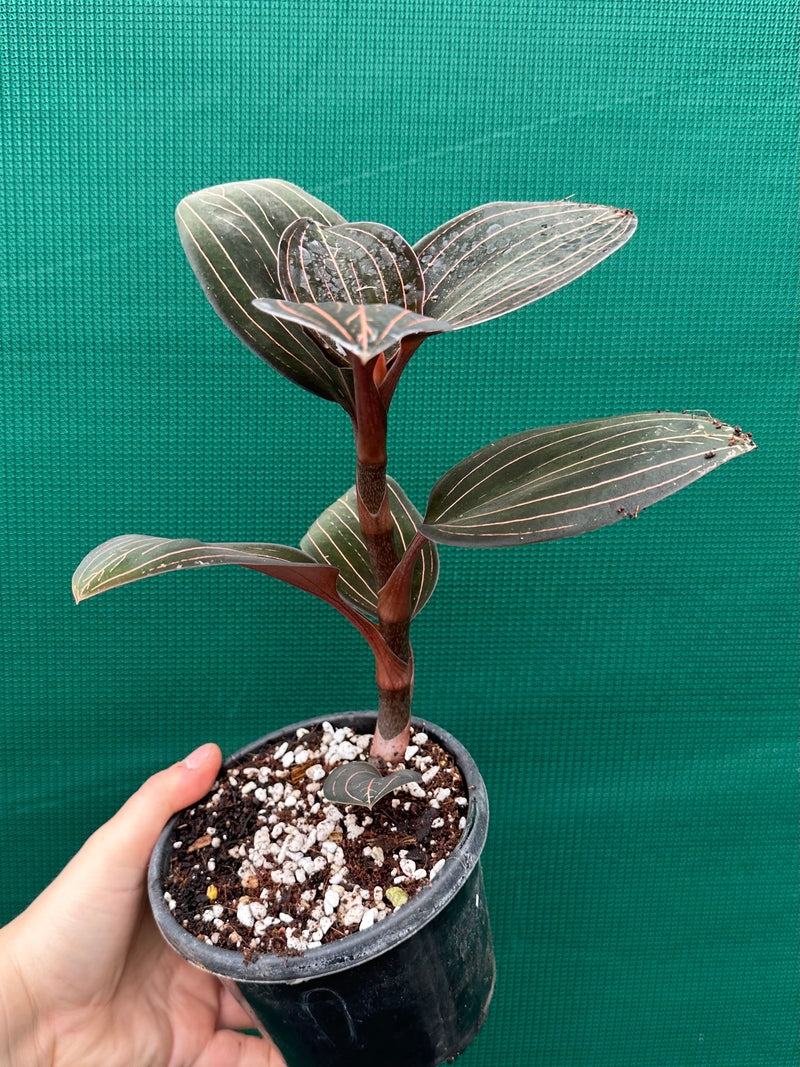 Jewel Orchid ‘Ludisia Discolor’