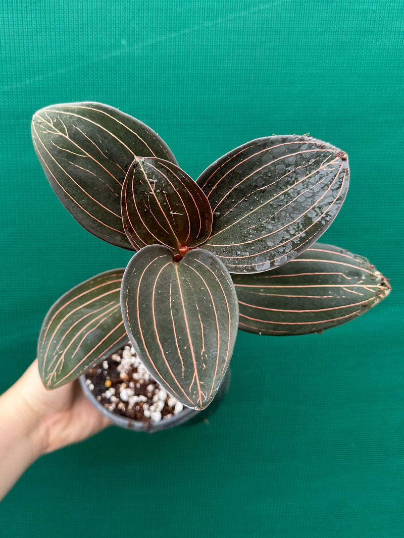 Jewel Orchid ‘Ludisia Discolor’