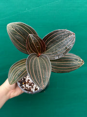 Jewel Orchid ‘Ludisia Discolor’