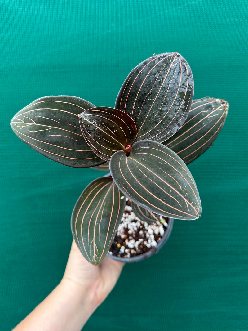 Jewel Orchid ‘Ludisia Discolor’
