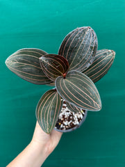 Jewel Orchid ‘Ludisia Discolor’