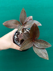 Jewel Orchid ‘Anoectochilus roxburghii x Ludisia discolor’