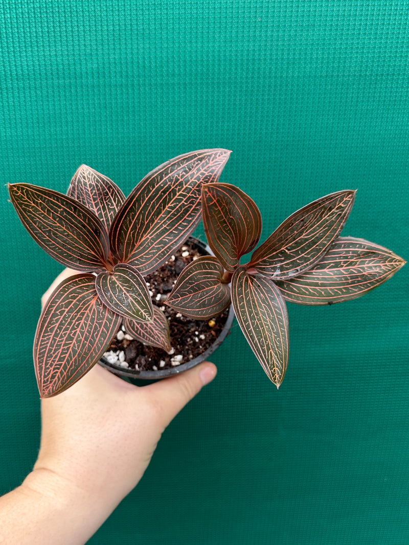 Jewel Orchid ‘Anoectochilus roxburghii x Ludisia discolor’