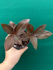 Jewel Orchid ‘Anoectochilus roxburghii x Ludisia discolor’