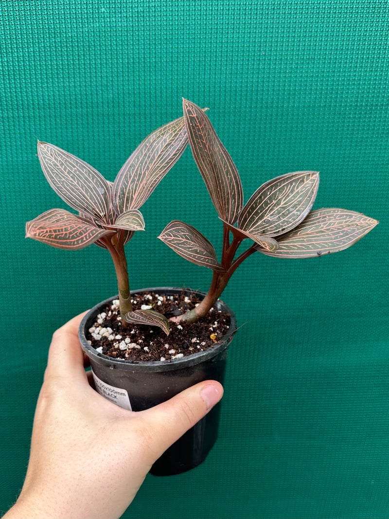 Jewel Orchid ‘Anoectochilus roxburghii x Ludisia discolor’