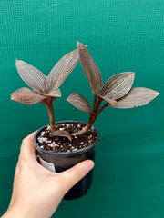 Jewel Orchid ‘Anoectochilus roxburghii x Ludisia discolor’
