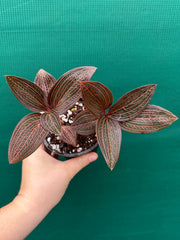 Jewel Orchid ‘Anoectochilus roxburghii x Ludisia discolor’
