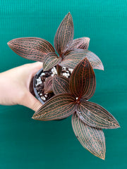Jewel Orchid ‘Anoectochilus roxburghii x Ludisia discolor’