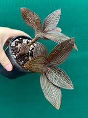 Jewel Orchid ‘Anoectochilus roxburghii x Ludisia discolor’