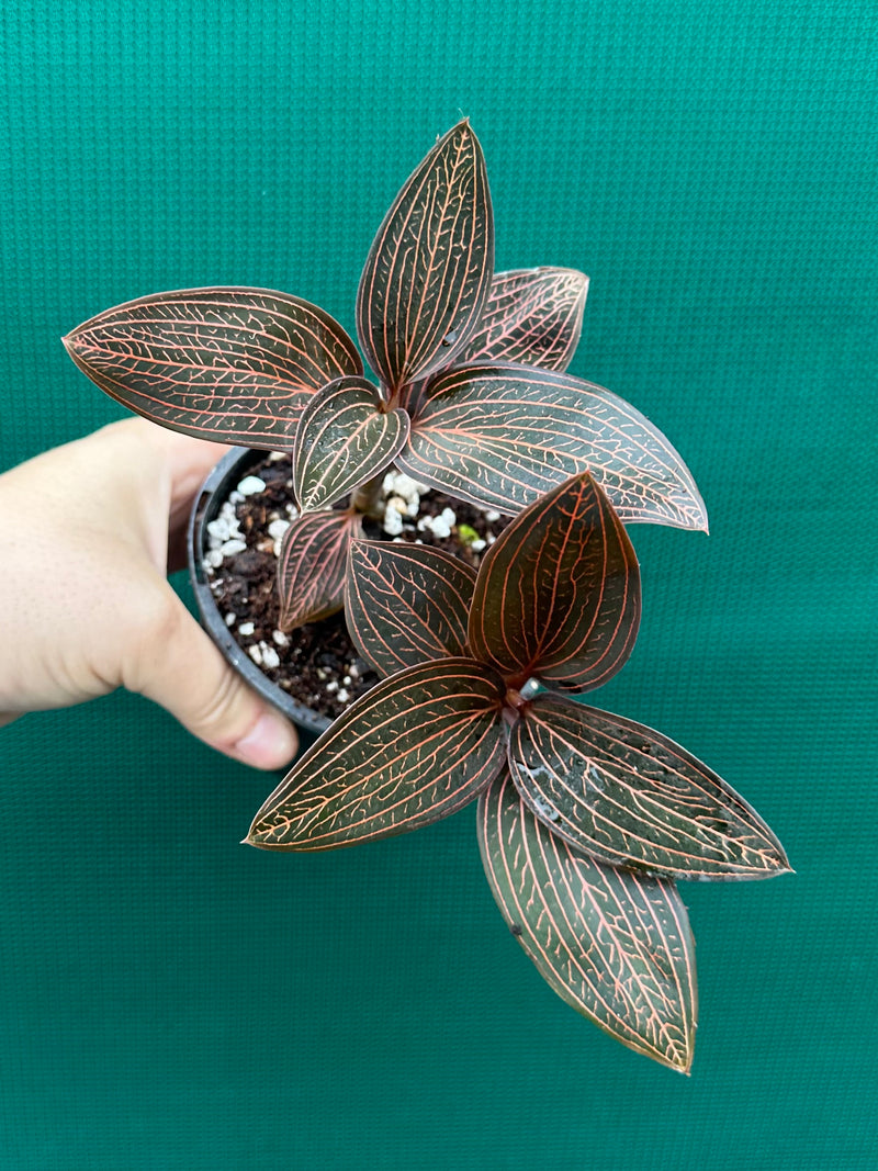 Jewel Orchid ‘Anoectochilus roxburghii x Ludisia discolor’