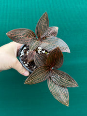 Jewel Orchid ‘Anoectochilus roxburghii x Ludisia discolor’