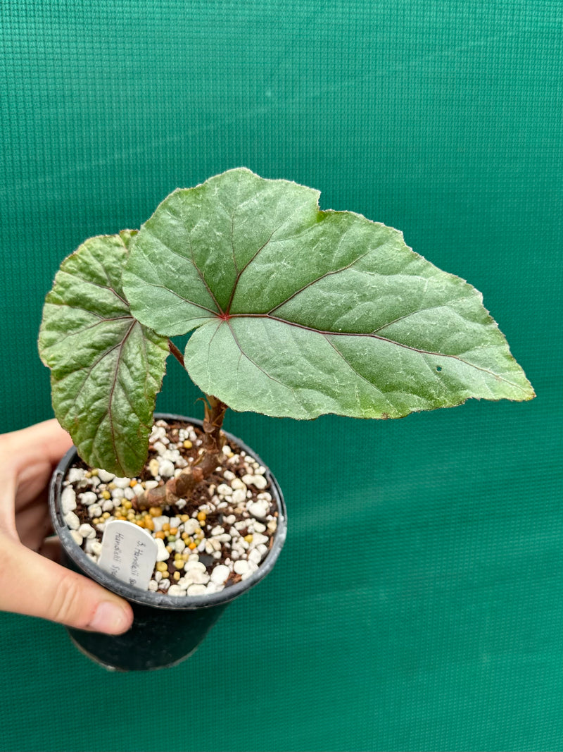 Begonia ‘handelii var. handelii’