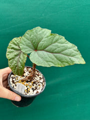 Begonia ‘handelii var. handelii’