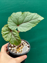 Begonia ‘handelii var. handelii’