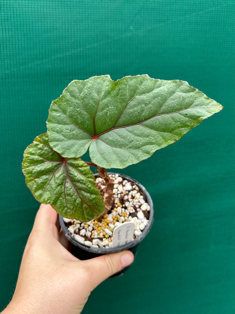 Begonia ‘handelii var. handelii’