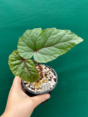 Begonia ‘handelii var. handelii’