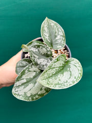Schindapus Pictus Exotica
