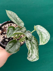 Schindapus Pictus Exotica