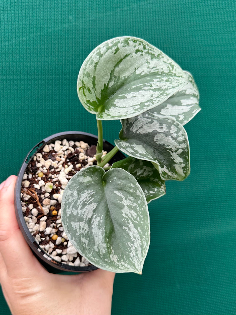 Schindapus Pictus Exotica