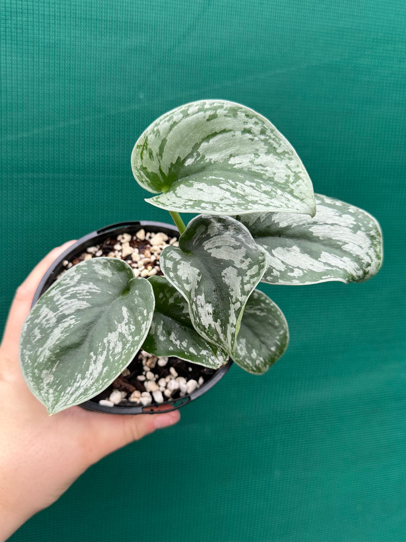 Schindapus Pictus Exotica