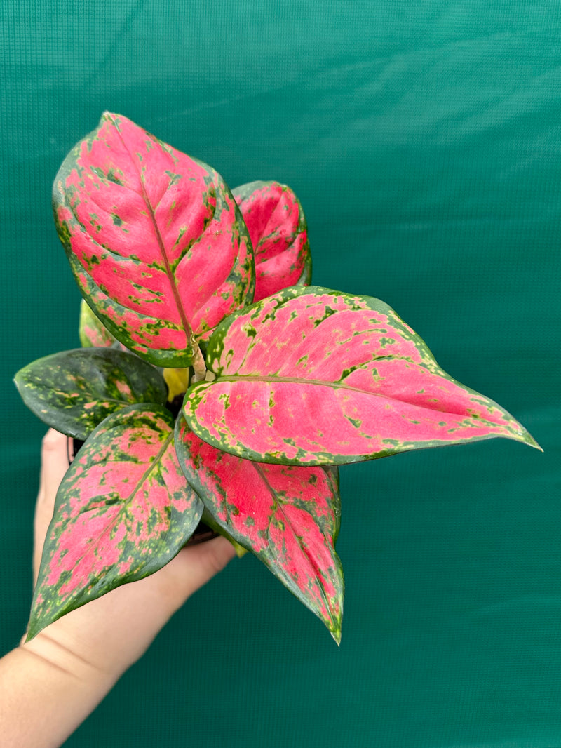 Aglaonema ‘Red Valentine’ NEW