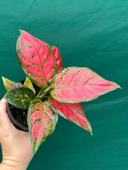Aglaonema ‘Red Valentine’ NEW